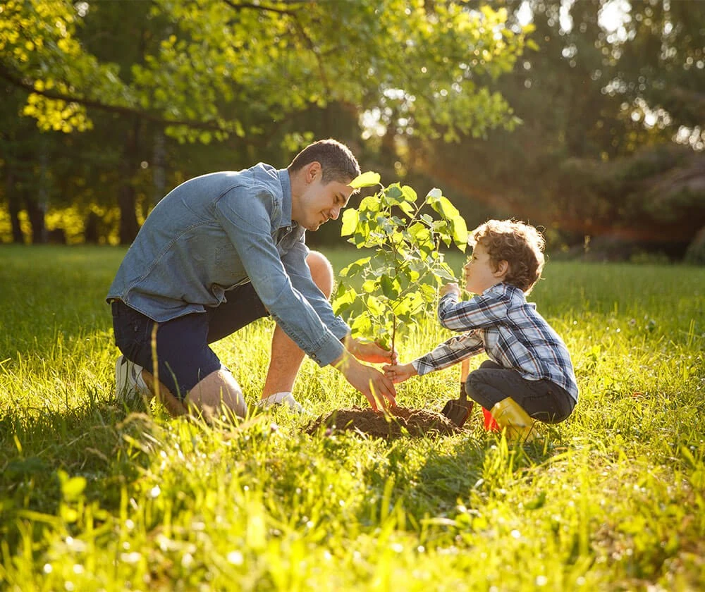 Father and young child planting a small tree together in a sunny park